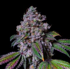 La Macedonia - Exotic Line - 5-pack