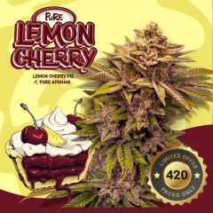 Pure Lemon Cherry - 6-pack