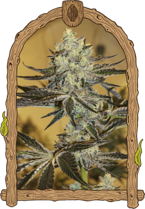 Malasaña Gelato - 5PACK