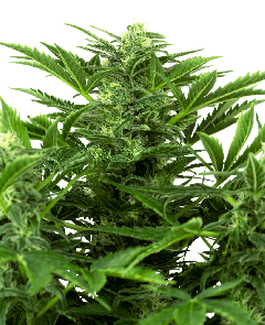 Mandarin Punch Auto