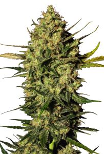 Master Kush automatic  cannabis seeds by White Label Seeds at Amsterdam Seed Center 
