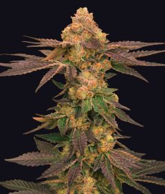 Melted Rainbow - 5-pack