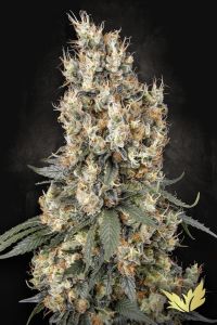 Mendocino Skunk - Chong's Choice