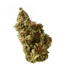 Milkshake Kush Auto - 5 pack