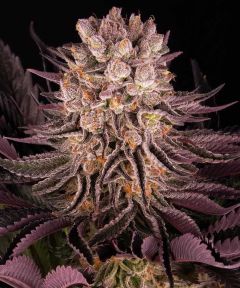 Mimosa x Orange Punch - 5-pack