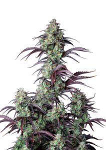 Mimosa Cake Auto - 5 pack