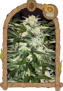 Monster Mash Auto - 3 pack
