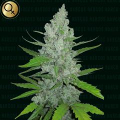 Griselda White Widow - 5-pack