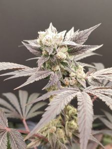 Naughty Dawg - 4 pack