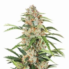 Orange Bud Auto - 5-pack