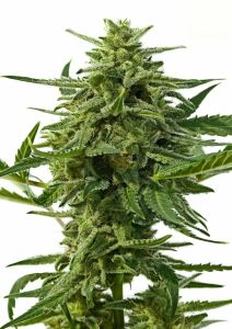 Northern Haze Auto - 5-pack