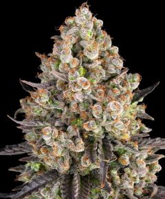 OG Kush - 5 pack