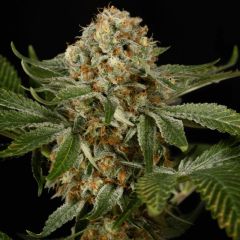 OG Kush - 5 pack