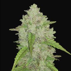 Original Auto Amnesia Haze - 5 pack