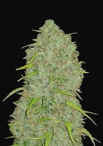Original Jack Herer Auto - 5 pack