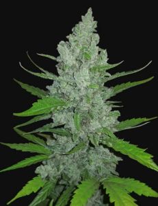 Sour Diesel Auto - 5 pack