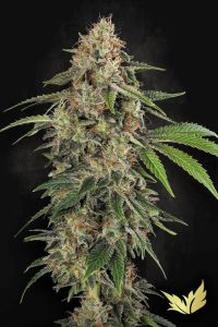 Original White Widow (IBL)