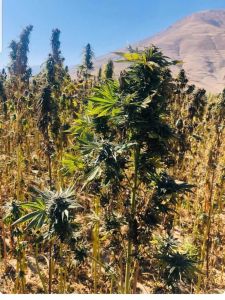 Panjsher Hindu Kush - 15-pack