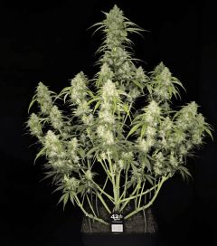 Papaya Cookies Auto - 5-pack