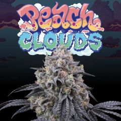 Peach Clouds - 6-pack