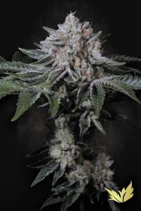 Peach Frosting - 5-pack