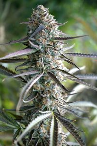 Pineapple Chem Auto - 5-pack