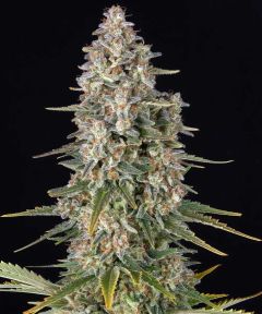 Pineapple Chunk - Feminised - 5 pack