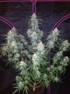 Pineapple Express Auto - 5-pack