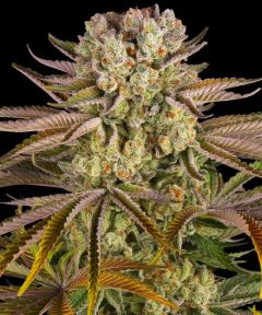 Pineapple Express - 5-pack