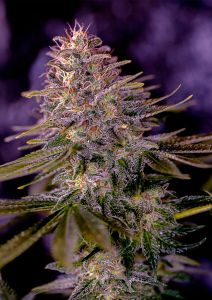 American Purple - 5-pack