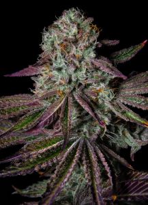 Pure Glitter - 5-pack