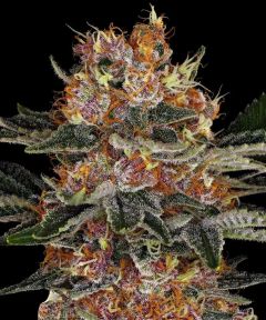 Purple Punch Auto - 3 pack