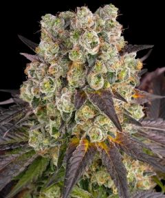 Purple Punch x Lemon Drizzle - 5 pack