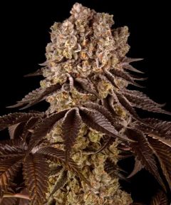 Purple Punch - 5 pack
