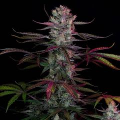 Purple Ryder - 3-pack