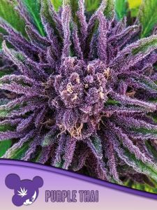 Purple Thai - 3 pack