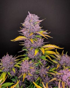 Purple Lemonade Auto - 5 pack