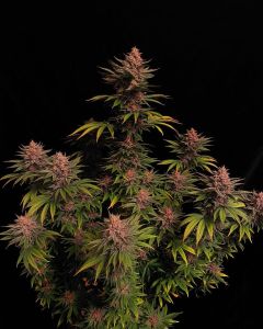 Purple Lemonade FF - 5-pack