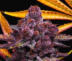 Queen of the South f2 - 11 pack - Regular - Relentless Genetics