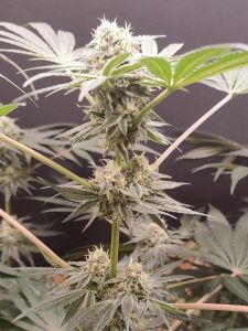 Adventure Mix: Shiskaberry - 4 pack