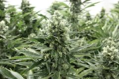 RLX Fire OG 2.0 - 6-pack