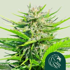 Royal Cheese (Fast Version)