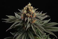 If you dream of sativa strains, we have the one for you. Say hello to Sativa Dream by Kannabia Seeds. This stunning beauty stands out with its unique appearance and robust, fast-flowering plant forming a dense, modest-sized bush. Its nodes are closely pac