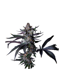 Satzuma Revenge - 5-pack