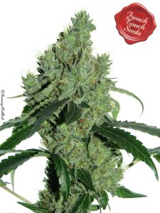 Senmbelek Cookie - 5-pack