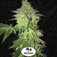 shiloh-z-5pack-fem-th-seeds