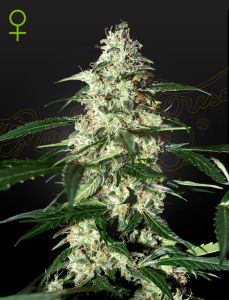 Skunk Auto - 5 pack