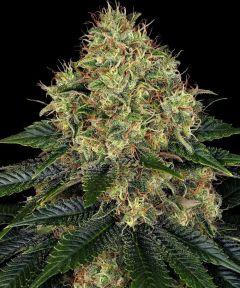 Skywalker OG Auto - 5 pack