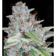 Skywalker Kush - 6 pack - Reserva Privada