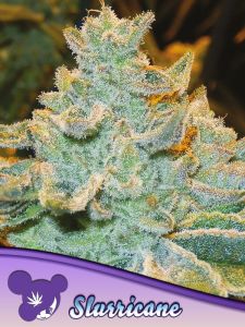 Slurricane - 5 pack